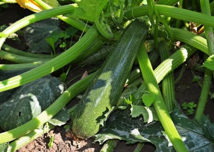 Florea: Lauftraining und Gartenarbeit – ein spaßiges Doppel