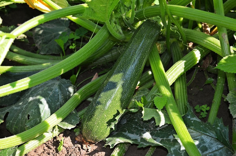 Florea: Lauftraining und Gartenarbeit – ein spaßiges Doppel